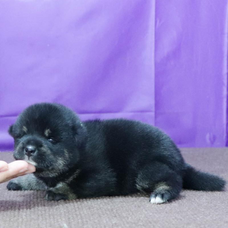 販売中の愛知県の柴犬-402734の2枚目